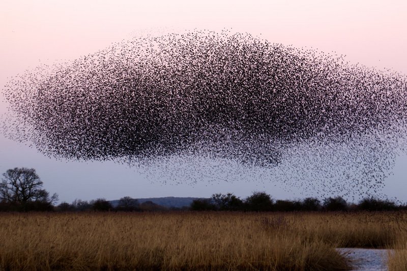 Ein Schwarm von Vögeln am Himmel fliegt über ein Feld